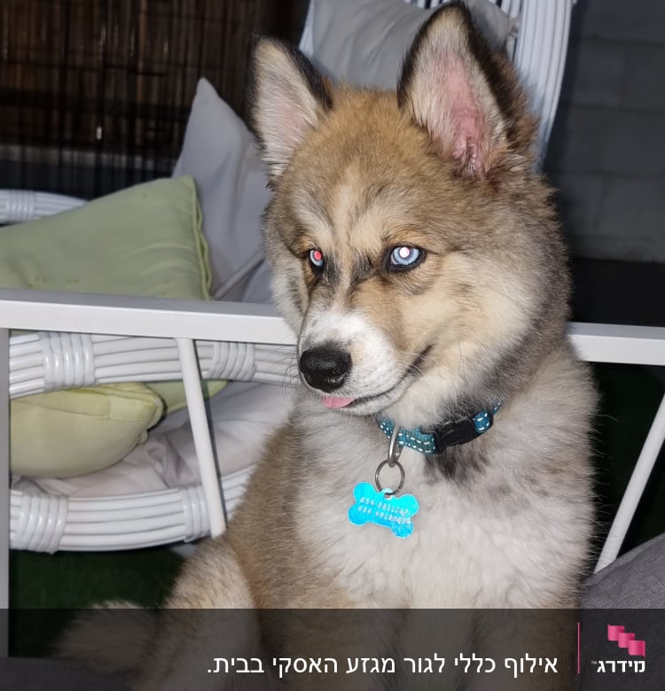 גור כלבים עם קולר כחול יושב על ספה